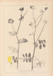 Ranskan kasvilajiston herbarium Pl0533 - Louis Antoine Cusin — näkymä teoksesta