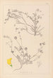 Ranskan kasvilajiston herbarium Pl0535 - Louis Antoine Cusin — näkymä teoksesta