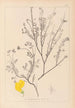 Ranskan kasvilajiston herbarium Pl0536 - Louis Antoine Cusin — näkymä teoksesta