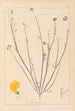Ranskan kasvilajien herbarium Pl0537 - Louis Antoine Cusin — näkymä teoksesta