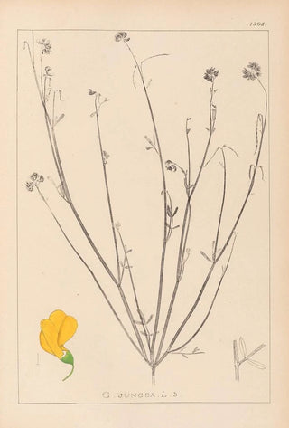 Louis Antoine Cusin - Herbier de la flore franaise Pl0537.webp