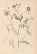Ranskan kasvilajien herbarium Pl0538 - Louis Antoine Cusin — näkymä teoksesta