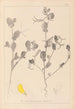 Ranskan kasvilajien herbarium Pl0539 - Louis Antoine Cusin — näkymä teoksesta