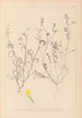 Ranskan kasvilajien herbarium Pl0540 - Louis Antoine Cusin — näkymä teoksesta
