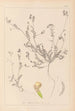 Ranskan kasvilajien herbarium Pl0541 - Louis Antoine Cusin — näkymä teoksesta