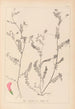 Ranskan kasvilajien herbarium Pl0542 - Louis Antoine Cusin — näkymä teoksesta
