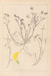 Ranskan kasvilajien herbarium Pl0544 - Louis Antoine Cusin — näkymä teoksesta