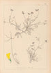 Ranskan kasvilajien herbarium Pl0545 - Louis Antoine Cusin — näkymä teoksesta