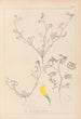 Ranskan kasvilajien herbarium Pl0546 - Louis Antoine Cusin — näkymä teoksesta