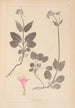 Ranskan kasvilajien herbarium Pl0687 - Louis Antoine Cusin — näkymä teoksesta
