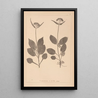 Louis Antoine Cusin - Herbier de la flore franaise Pl0688.webp