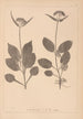 Ranskan kasvilajien herbarium Pl0688 - Louis Antoine Cusin — näkymä teoksesta