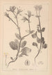 Ranskan kasvilajien herbarium Pl0708 - Louis Antoine Cusin — näkymä teoksesta