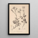 Ranskan kasvilajien herbarium Pl0708 - Louis Antoine Cusin — kehystetty taideteos seinällä