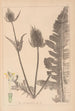 Ranskan kasvilajien herbarium Pl0710 - Louis Antoine Cusin — näkymä teoksesta