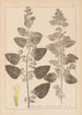 Ranskan kasvilajien herbarium Pl0800 - Louis Antoine Cusin — näkymä teoksesta
