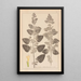 Ranskan kasvilajien herbarium Pl0800 - Louis Antoine Cusin — kehystetty taideteos seinällä
