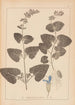Ranskan kasvilajien herbarium Pl0806 - Louis Antoine Cusin — näkymä teoksesta
