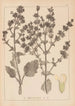 Ranskan kasvilajien herbarium Pl0808 - Louis Antoine Cusin — näkymä teoksesta