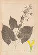 Ranskan kasvilajien herbarium Pl0809 - Louis Antoine Cusin — näkymä teoksesta
