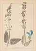 Ranskan kasvilajien herbarium Pl0810 - Louis Antoine Cusin — näkymä teoksesta
