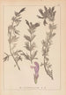 Ranskan kasvilajien herbarium Pl0821 - Louis Antoine Cusin — näkymä teoksesta