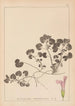 Ranskan kasvilajien herbarium Pl0822 - Louis Antoine Cusin — näkymä teoksesta