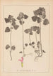 Ranskan kasvilajien herbarium Pl0828 - Louis Antoine Cusin — näkymä teoksesta