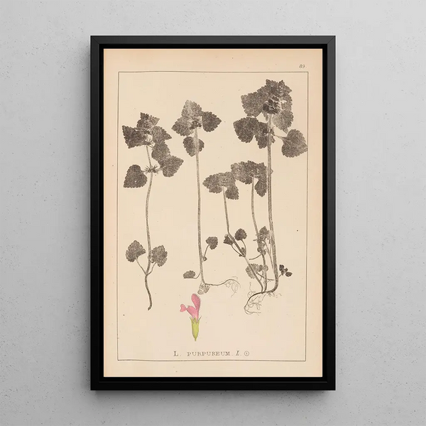 Louis Antoine Cusin - Herbier de la flore franaise Pl0828.webp