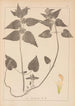 Ranskan kasvilajien herbarium Pl0830 - Louis Antoine Cusin — näkymä teoksesta
