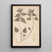Ranskan kasvilajien herbarium Pl0830 - Louis Antoine Cusin — kehystetty taideteos seinällä