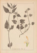 Ranskan kasvilajien herbarium Pl0831 - Louis Antoine Cusin — näkymä teoksesta