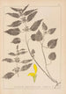 Ranskalaisen kasvilajiston herbarium Pl0832 - Louis Antoine Cusin — näkymä teoksesta