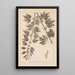 Ranskalaisen kasvilajiston herbarium Pl0833 - Louis Antoine Cusin — kehystetty taideteos seinällä
