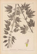 Ranskalaisen kasvilajiston herbarium Pl0833 - Louis Antoine Cusin — näkymä teoksesta