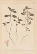 Ranskalaisen kasvilajiston herbarium Pl0840 - Louis Antoine Cusin — näkymä teoksesta