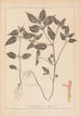 Ranskalaisen kasvilajiston herbarium Pl0841 - Louis Antoine Cusin — näkymä teoksesta