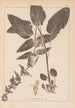 Ranskalaisen kasvilajiston herbarium Pl0846 - Louis Antoine Cusin — näkymä teoksesta
