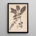 Ranskalaisen kasvilajiston herbarium Pl0846 - Louis Antoine Cusin — kehystetty taideteos seinällä