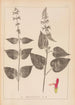 Ranskalaisen kasvilajiston herbarium Pl0847 - Louis Antoine Cusin — näkymä teoksesta