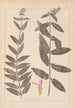 Ranskalaisen kasvilajiston herbarium Pl0849 - Louis Antoine Cusin — näkymä teoksesta