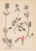 Ranskalaisen kasvilajiston herbarium Pl0861 - Louis Antoine Cusin — näkymä teoksesta