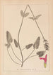 Ranskalaisen kasvilajiston herbarium Pl0862 - Louis Antoine Cusin — näkymä teoksesta