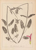 Ranskalaisen kasvilajiston herbarium Pl0863 - Louis Antoine Cusin — näkymä teoksesta