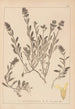 Ranskalaisen kasvilajiston herbarium Pl0873 - Louis Antoine Cusin — näkymä teoksesta