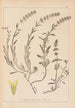 Ranskalaisen kasvilajiston herbarium Pl0874 - Louis Antoine Cusin — näkymä teoksesta