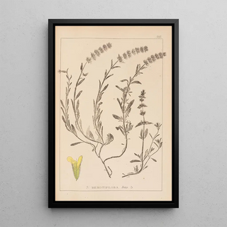 Louis Antoine Cusin - Herbier de la flore franaise Pl0874.webp