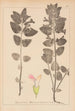 Ranskalaisen kasvilajiston herbarium Pl0878 - Louis Antoine Cusin — näkymä teoksesta
