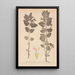 Ranskalaisen kasvilajiston herbarium Pl0878 - Louis Antoine Cusin — kehystetty taideteos seinällä