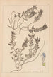 Ranskalaisen kasvilajiston herbarium Pl0879 - Louis Antoine Cusin — näkymä teoksesta